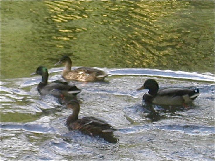 Ducks