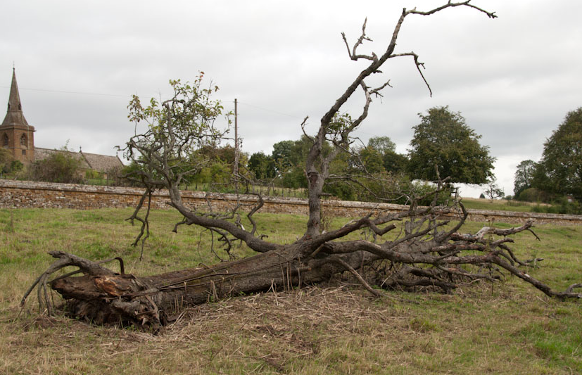 Fallen Tree