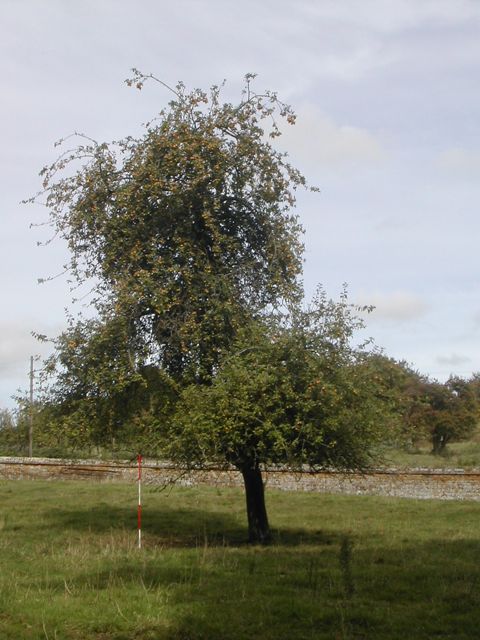 Crab Apple