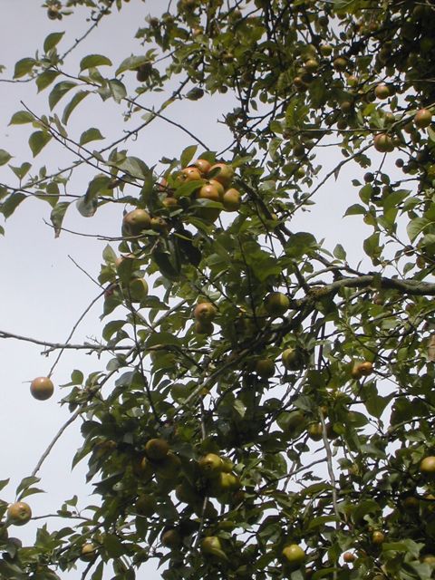 Crab Apple